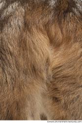 Photo Textures of Animal Skin